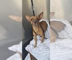 Small Chihuahua Mix