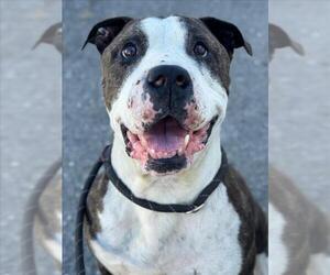 Mutt Dogs for adoption in Woodland, CA, USA
