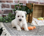 Small #3 West Highland White Terrier