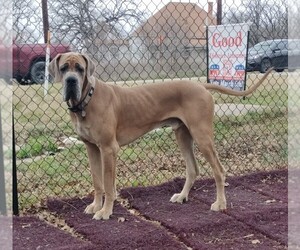 Father of the Great Dane puppies born on 04/09/2024