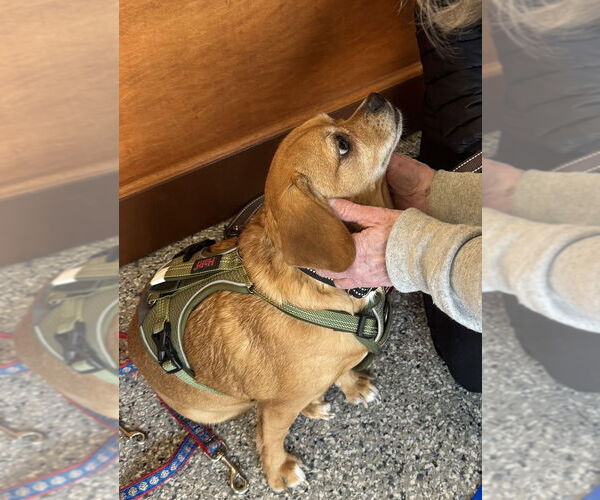 Medium Photo #3 Cheagle Puppy For Sale in Greenbelt, MD, USA