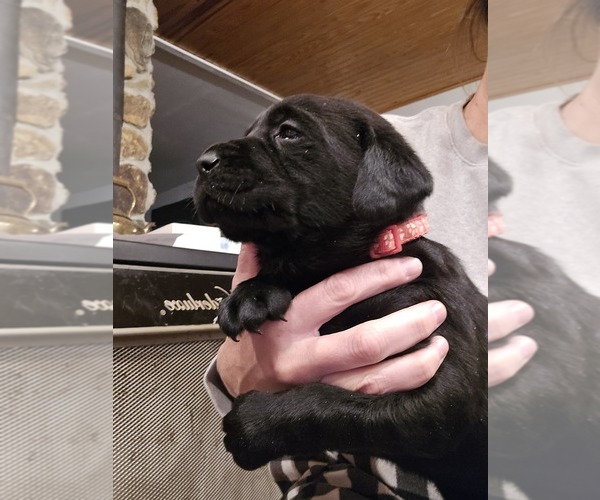 Medium Photo #1 Labrador Retriever Puppy For Sale in APPOMATTOX, VA, USA