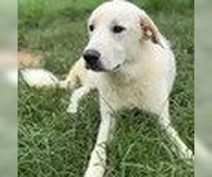 Akbash-Great Pyrenees Mix Dogs for adoption in Bristol, CT, USA