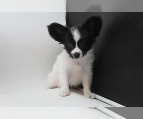 Medium Photo #1 Papillon Puppy For Sale in INDIANAPOLIS, IN, USA