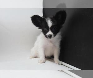 Papillon Puppy for sale in INDIANAPOLIS, IN, USA