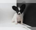 Image preview for Ad Listing. Nickname: Paze