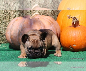 French Bulldog Litter for sale in WINNSBORO, TX, USA