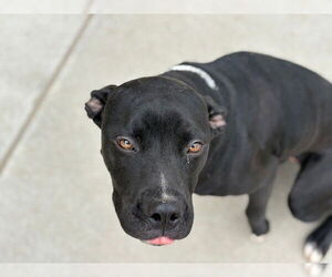 Mutt Dogs for adoption in Tulsa, OK, USA