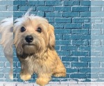 Small Photo #6 Morkie Puppy For Sale in FORT WORTH, TX, USA
