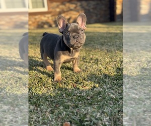 French Bulldog Puppy for sale in COVINA, CA, USA