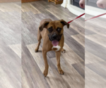 Small #1 Boxer