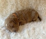 Puppy Mr Orange Goldendoodle (Miniature)