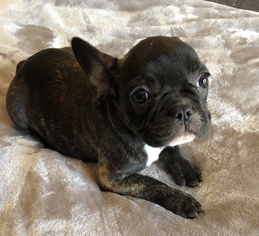 French Bulldog Puppy for sale in CHARLESTON, SC, USA