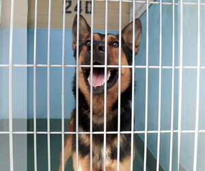 German Shepherd Dog Dogs for adoption in Pasadena, CA, USA