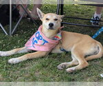 Small #1 Labrador Retriever-Shiba Inu Mix