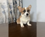 Small #3 Pembroke Welsh Corgi