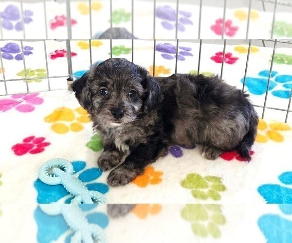 Medium Photo #8 Cavapoo (Miniature)-Poodle (Toy) Mix Puppy For Sale in ORO VALLEY, AZ, USA