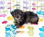 Justin - Male Cavapoo (Miniature)-Poodle (Toy) Mix Puppy for Sale - Photo #8