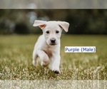 Small Photo #14 Labrador Retriever Puppy For Sale in MOBILE, AL, USA