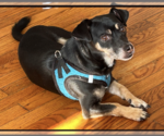 George - Male Dachshund-Unknown Mix Dog for Adoption - Small photo