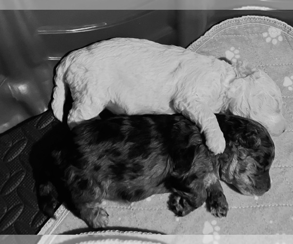 Medium Photo #17 Poochon Puppy For Sale in AUBURN, MA, USA