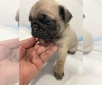 Small Photo #1 Pug Puppy For Sale in LITTLE FALLS, NJ, USA