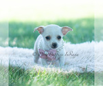 Small #4 Chihuahua
