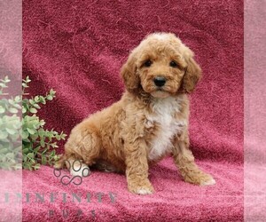 Goldendoodle (Miniature) Puppy for sale in EPHRATA, PA, USA