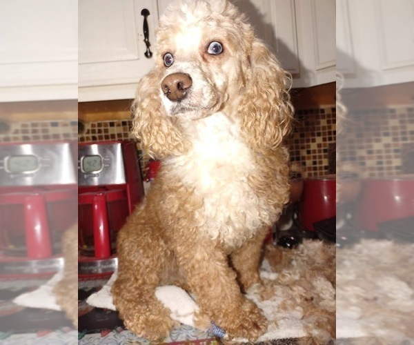 Medium Photo #1 Poodle (Miniature) Puppy For Sale in LANCASTER, KY, USA