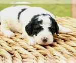Small #3 Bernedoodle