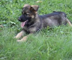German Shepherd Dog Puppy for sale in PINCKNEYVILLE, IL, USA