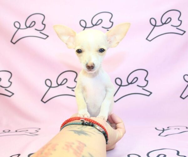 Medium Photo #11 Chihuahua Puppy For Sale in LAS VEGAS, NV, USA