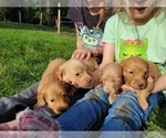 Image preview for Ad Listing. Nickname: Litter of 3