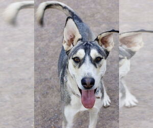 Zia - Female Siberian Husky-Unknown Mix Dog for Adoption - Photo #6