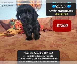 Havanese Puppy for sale in TUCSON, AZ, USA