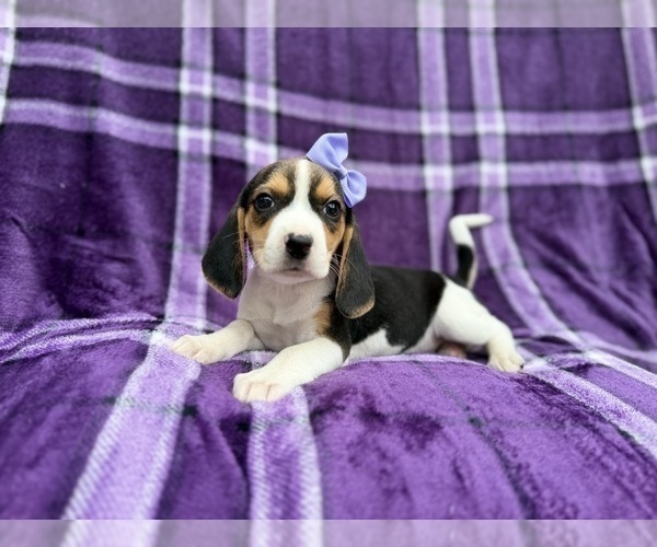 Medium Photo #4 Beagle Puppy For Sale in LAKELAND, FL, USA