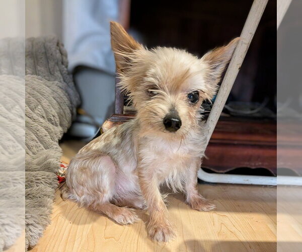 Medium Photo #3 Mutt Puppy For Sale in Vail, AZ, USA