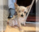 Small #2 Mutt