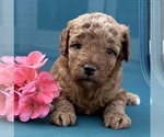 Puppy Puppy 1 Cavapoo