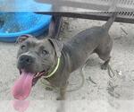 Small #1 American Pit Bull Terrier Mix