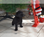 Small Photo #4 Labrador Retriever Puppy For Sale in SAN DIEGO, CA, USA