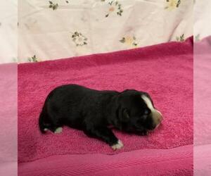 Mutt Dogs for adoption in Modesto, CA, USA