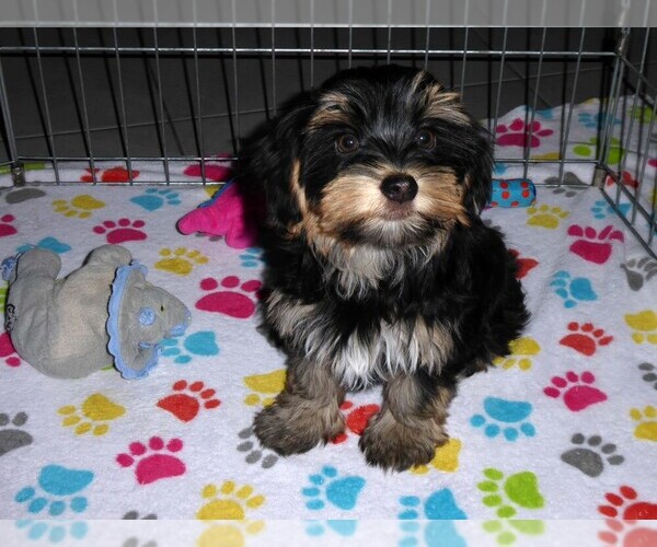 Medium Photo #5 Havashire Puppy For Sale in ORO VALLEY, AZ, USA