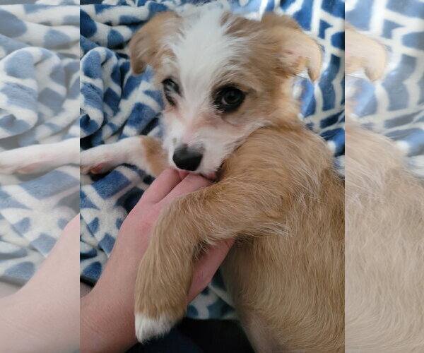 Medium Photo #1 Mutt Puppy For Sale in Cliffwood, NJ, USA