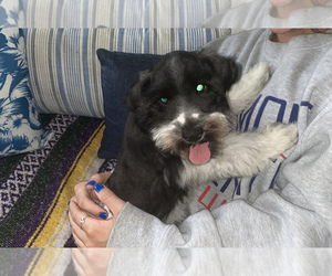 Schnauzer (Miniature) Puppy for sale in WHITES CROSSING, MS, USA