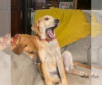 Small Photo #18 Retriever -Unknown Mix Puppy For Sale in Holly Springs, NC, USA