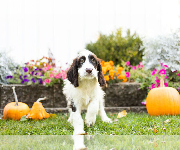 Medium Photo #3 Springerdoodle Puppy For Sale in NAPPANEE, IN, USA