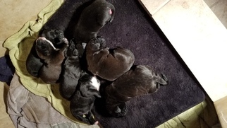 American Staffordshire Terrier Puppy for sale in LITTLE ELM, TX, USA