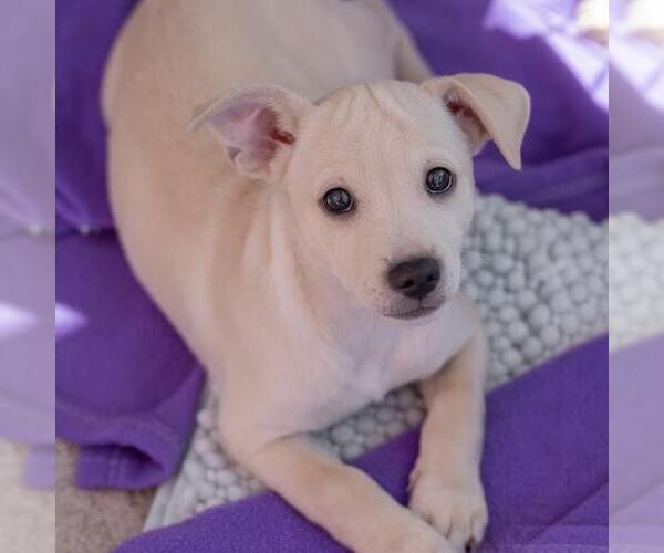 Medium Photo #10 Chug Puppy For Sale in San Diego, CA, USA