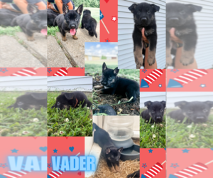 Medium German Shepherd Dog